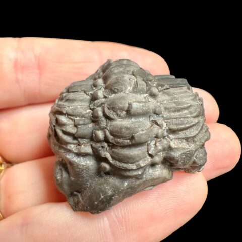 Trilobit Reedops sternbergi – Damil u Tetína, ČR