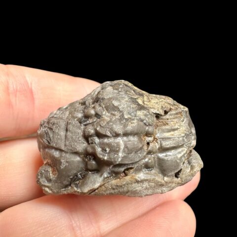 Trilobit Reedops sternbergi – Hostím u Berouna, ČR