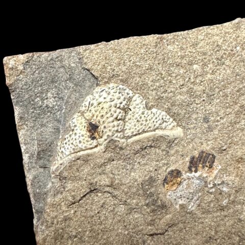 Trilobit Cromus beaumonti – lom Kosov, ČR