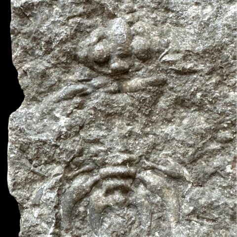 Trilobit Cheirurus – Loděnice u Berouna, ČR