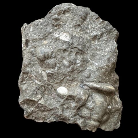 Trilobit Cheirurus insignis – Svatý Ján, ČR