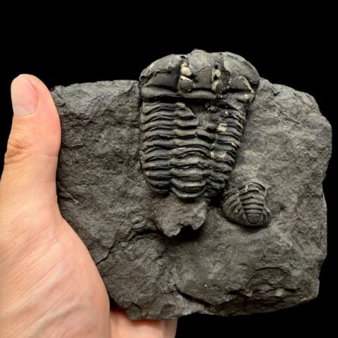 Trilobit Flexicalymene pragensis – Metro D, Praha, ČR