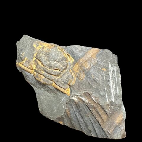 Trilobit Paradoxides cerens – Skryje, ČR