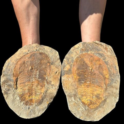 Trilobit Cambropallas telesto – Tasmamt, Alnif, Maroko
