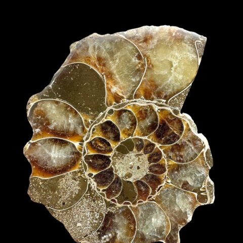 Amonit Cleoniceras besairiei (leštěná půlka) 7,6cm – Madagaskar