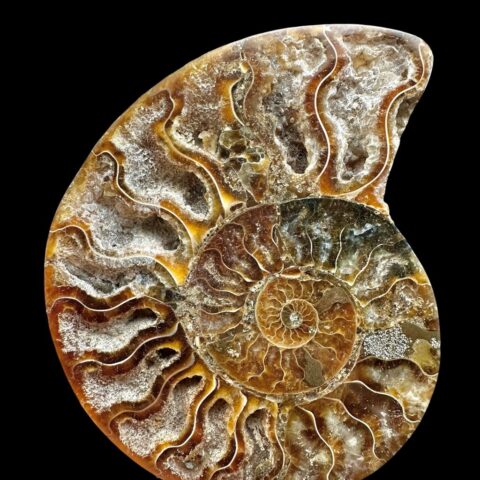 Amonit Cleoniceras besairiei (leštěná půlka) 9,8cm – Madagaskar