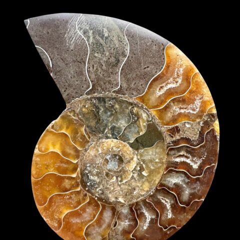 Amonit Cleoniceras besairiei (leštěná půlka) 8,1cm – Madagaskar