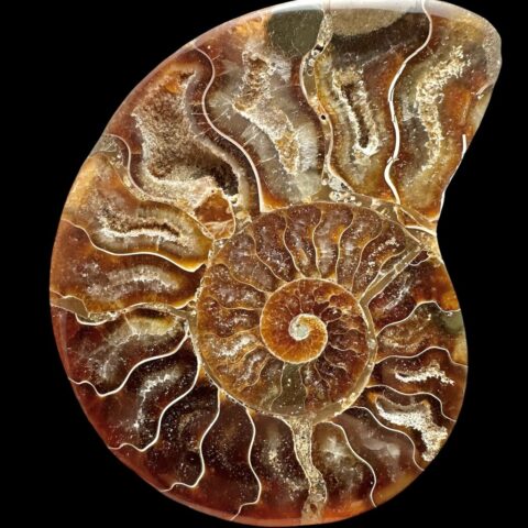 Amonit Cleoniceras besairiei (leštěná půlka) 8,9cm – Madagaskar