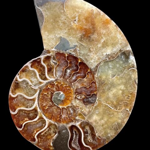 Amonit Cleoniceras besairiei (leštěná půlka) 11,2cm – Madagaskar
