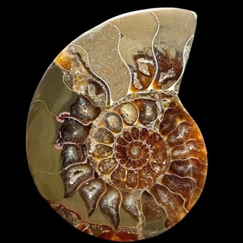 Amonit Cleoniceras besairiei (leštěná půlka) 8,6cm – Madagaskar