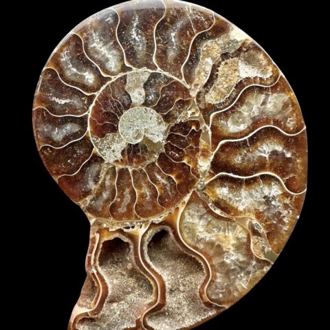 Amonit Cleoniceras besairiei (leštěná půlka) 9cm – Madagaskar