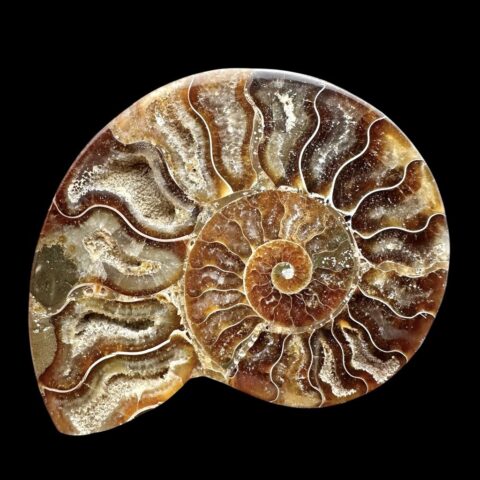 Amonit Cleoniceras besairiei (leštěná půlka) 8,9cm – Madagaskar